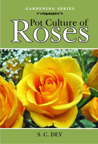 Pot Culture Of Roses