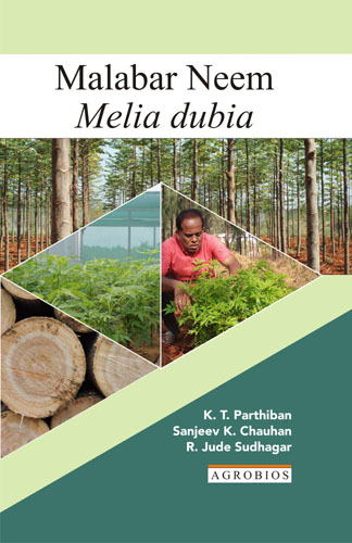 Malabar Neem Melia Dubia (hb)