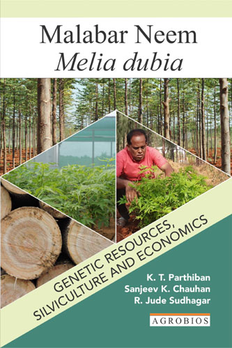 Malabar Neem: Melia Dubia (pb)